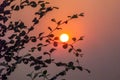 Beautiful View Of Sunset Through Leaves On The Tree.