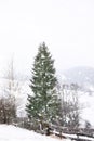 Beautiful view of tall fir tree near wooden fence on snowy hill. Royalty Free Stock Photo