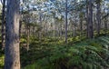 Beautiful view of the tall Karri trees in a forest captured in Western Australia Royalty Free Stock Photo