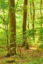 Beautiful view of a tall pine tree forest. An early morning scenic view of a very big and tall tree with sunlight in the Royalty Free Stock Photo