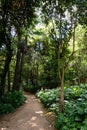 Beautiful view of tall trees in Quinta das Lagrimas Garden in Coimbra, Portugal