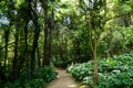 Beautiful view of tall trees in Quinta das Lagrimas Garden in Coimbra, Portugal