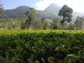 Beautiful view in tambi garden tea wonosobo Royalty Free Stock Photo