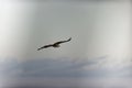 Beautiful view of a Tawney Eagle in flight in Amboseli National Park, Kenya