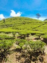 beautiful view of tea garden with clear sky Royalty Free Stock Photo