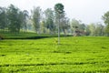 Tambi tea garden tourist spot, Wonosobo Indonesia Royalty Free Stock Photo