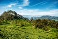 Beautiful view of tea plantation near Haputale, Sri Lanka. Landscape of green fields of tea with mountains on background. Royalty Free Stock Photo