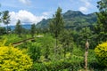 Beautiful view on tea plantation near Nuwara Eliya, Sri Lanka Royalty Free Stock Photo