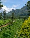 Beautiful view on tea plantation near Nuwara Eliya, Sri Lanka Royalty Free Stock Photo