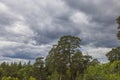 Beautiful view of thick gray clouds on blue sky over tops of green forest trees. Royalty Free Stock Photo