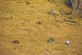 Beautiful view of three brown horses grazing in the yellow meadow Royalty Free Stock Photo