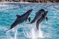 Beautiful view of three dolphins jumping out of the water on a sunny day Royalty Free Stock Photo