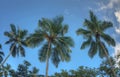 Nice view of three palm trees against a clear blue sky.  Indian Ocean ,  island of Mae, Seychelles Royalty Free Stock Photo