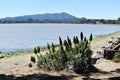 Beautiful View In Tiburon Looking Out At Richardson Bay With Mount Tamalpais In Marin County California