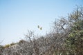 Beautiful view of tiger swallowtail butterflies flying over dried bushes