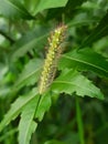 Tiny Foxtail bristle grass