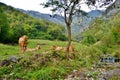 Group of brown reposing cows at the mountain pasture in a summer day.