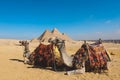 Beautiful View to the One of the Wonders of the Ancient World - Great Pyramids of Giza under Blue Sky and Day Lights of the Sun Royalty Free Stock Photo