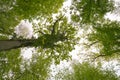 A beautiful view to the sky to the treetops with fresh may green leaves of the trees