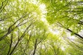 A beautiful view to the sky to the treetops with fresh may green leaves of the trees