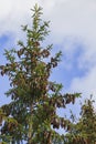 Beautiful view of top of pine tree with cones on branches against blue sky with white clouds. Royalty Free Stock Photo