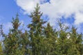 Beautiful view of tops of pine trees with cones against blue sky with white clouds. Royalty Free Stock Photo