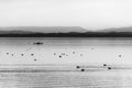 Beautiful view of Trasimeno lake at sunset with birds on water, a man on a canoe and hills on the background Royalty Free Stock Photo