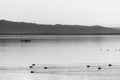 Beautiful view of Trasimeno lake at sunset with birds on water, a man on a canoe and hills on the background Royalty Free Stock Photo