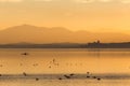 Beautiful view of Trasimeno lake Umbria, Italy at sunset, with orange tones, birds on water, a man on a canoe and Royalty Free Stock Photo