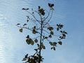 View the tree in a beautiful, light blue sky