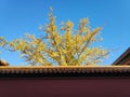 Beautiful view of a tree in The Palace Museum in the Forbidden City, China Royalty Free Stock Photo
