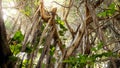 Beautiful view on the tree top overgrown with vines and creepers in tropical jungle forest Royalty Free Stock Photo