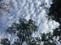 Beautiful view of trees with clouds as background