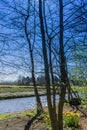 Beautiful view of trees, yellow flowers, a stream and a field of tulips in the background Royalty Free Stock Photo