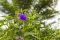 Beautiful view of tropical flowers Tibouchina urvilleana family Melastomataceae native to Brazil.