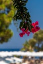 View of the tropical garden and the sea on a sunny day from the hotel veranda Royalty Free Stock Photo