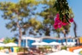 View of the tropical garden and the sea on a sunny day from the hotel veranda Royalty Free Stock Photo