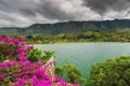 Pink flowers at Lake Toba Sumatra Royalty Free Stock Photo