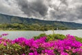 Samosir island with pink flowers Royalty Free Stock Photo