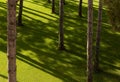 Beautiful view of trunks of pine trees and shades on a sunny day Royalty Free Stock Photo