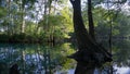 Reflection of the cypress forest in turquoise crystal clear waters of the lagoon of Ginnie Springs, Florida. USA