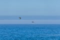 Beautiful view of two birds in flight over the sea Royalty Free Stock Photo