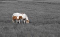 Beautiful view of two brown and white horses on a grayscaled farm background
