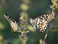 Beautiful view of two butterflies on a flower from very close