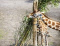 Beautiful view of two cute giraffes chewing plants.