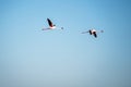 Beautiful view of two flying flamingos against a blue sky in Walvis Bay, Namibia Royalty Free Stock Photo
