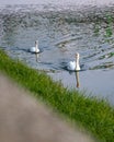 Beautiful view of two graceful swans floating in the lake