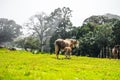 Beautiful view of two horses playing in the field. Royalty Free Stock Photo