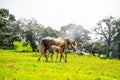 Beautiful view of two horses playing in the field. Royalty Free Stock Photo