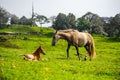 Beautiful view of two horses playing in the field. Royalty Free Stock Photo